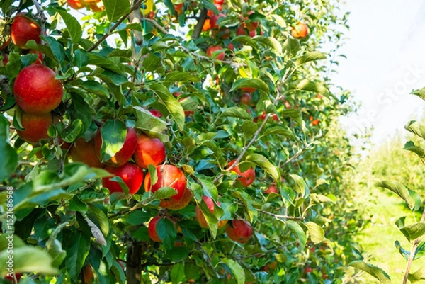Fototapeta Ripe red apples hang on lush green trees in a thriving bio garden. The vibrant fruits contrast with the greenery, showcasing nature's bounty in an organic orchard setting