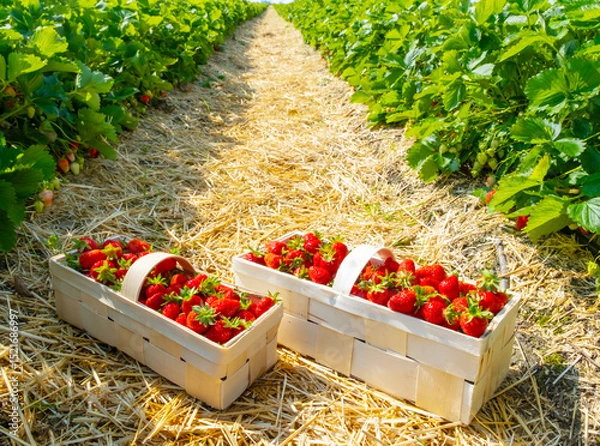 Fototapeta Strawberries in baskets are placed on straw-covered soil between lush green rows of plants, showcasing a bountiful harvest in a farm field. Ideal image for agriculture and fruit themes