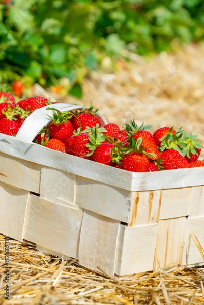 Fototapeta Strawberries in baskets are placed on straw-covered soil between lush green rows of plants, showcasing a bountiful harvest in a farm field. Ideal image for agriculture and fruit themes