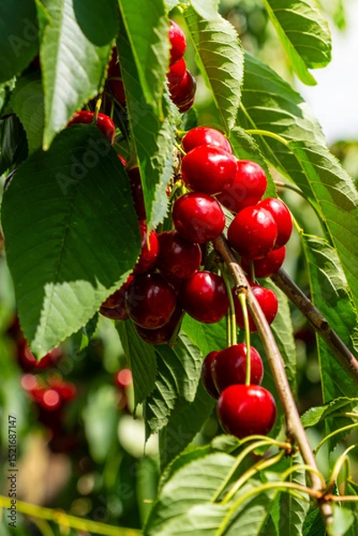 Fototapeta Lush, ripe cherries hang from a branch in a vibrant orchard. The sunlit setting highlights the rich red color of the cherries against the green foliage, capturing the essence of harvest season