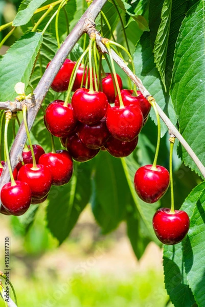 Fototapeta Lush, ripe cherries hang from a branch in a vibrant orchard. The sunlit setting highlights the rich red color of the cherries against the green foliage, capturing the essence of harvest season
