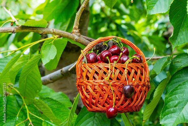 Fototapeta Ripe cherries overflow from a woven basket set in a vibrant orchard. The green foliage and the vivid red cherries create a striking contrast, highlighting the harvest's abundance