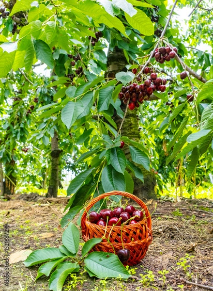 Fototapeta Ripe cherries overflow from a woven basket set in a vibrant orchard. The green foliage and the vivid red cherries create a striking contrast, highlighting the harvest's abundance