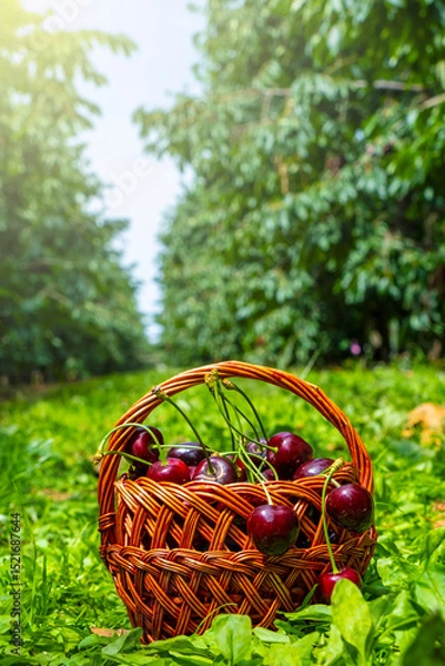 Fototapeta Ripe cherries overflow from a woven basket set in a vibrant orchard. The green foliage and the vivid red cherries create a striking contrast, highlighting the harvest's abundance
