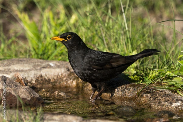 Obraz A blackbird male with a bright yellow beak and eye ring stands in shallow water next to rocks and green grass 