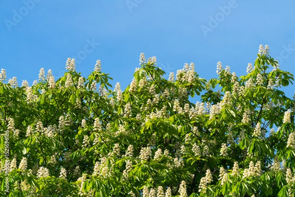 Obraz The upper canopy of a horse chestnut tree is covered in numerous white, cone-shaped blossoms, contrasting with the vibrant green leaves against a clear blue sky 