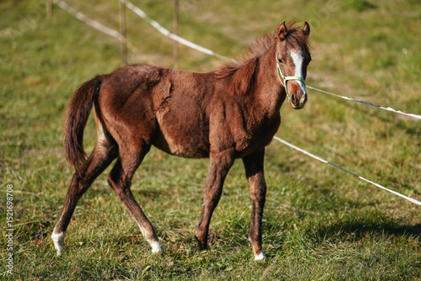 Fototapeta Brown Arabian horse walking on grass field at ranch or farm, afternoon sun shines over