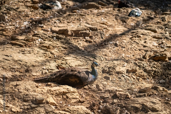 Obraz Group of Peacocks in Natural Daylight Setting