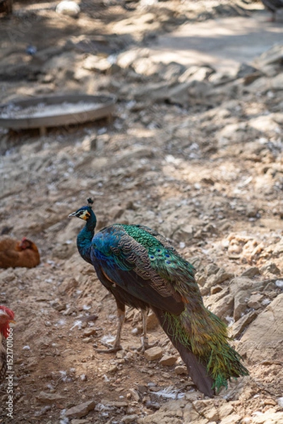 Obraz Group of Peacocks in Natural Daylight Setting
