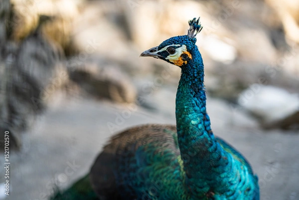 Obraz Group of Peacocks in Natural Daylight Setting