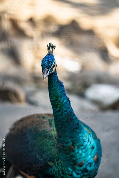 Obraz Group of Peacocks in Natural Daylight Setting