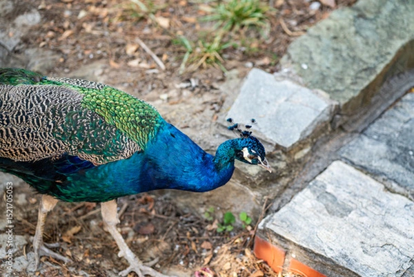 Obraz Group of Peacocks in Natural Daylight Setting
