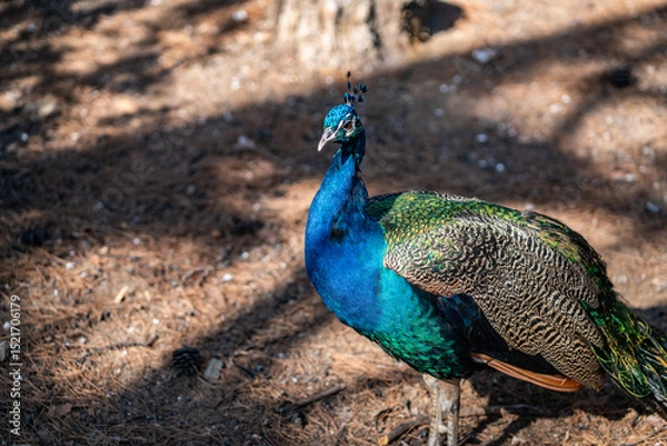 Obraz Group of Peacocks in Natural Daylight Setting