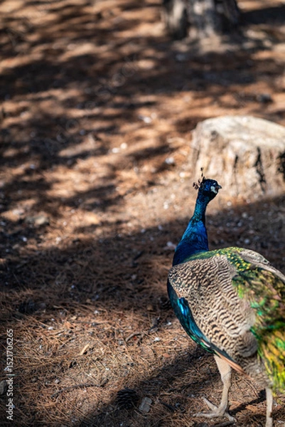Obraz Group of Peacocks in Natural Daylight Setting