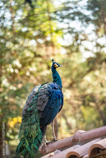 Obraz Group of Peacocks in Natural Daylight Setting