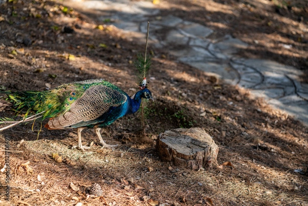 Obraz Group of Peacocks in Natural Daylight Setting