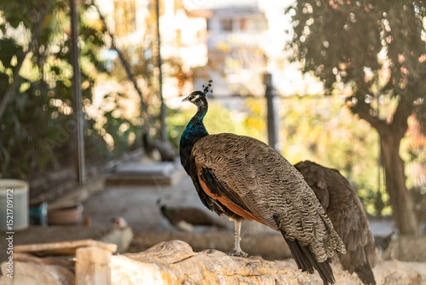Obraz Group of Peacocks in Natural Daylight Setting