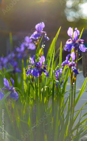 Fototapeta Irises in the sunlight 