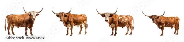 Fototapeta A collection of Longhorn cows isolated on a transparent background