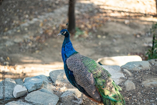 Obraz Group of Peacocks in Natural Daylight Setting