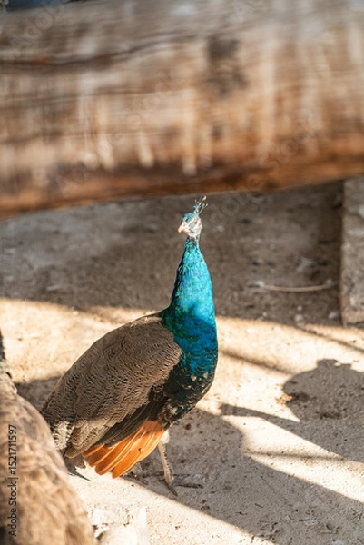 Obraz Group of Peacocks in Natural Daylight Setting