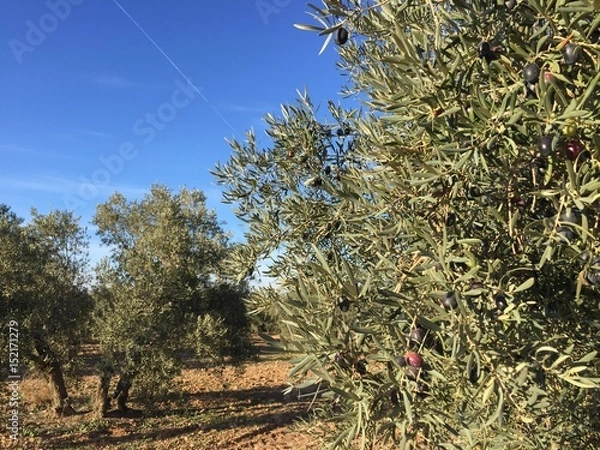 Obraz olive trees