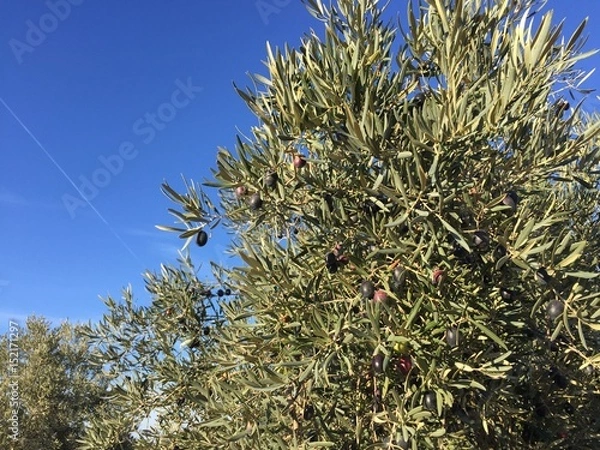 Fototapeta olive tree 