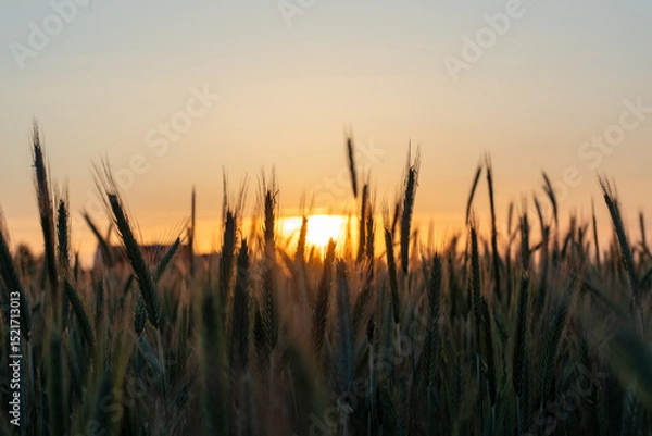 Obraz Golden wheat field at sunset with glowing sun on horizon and calm rural atmosphere. Concept of agriculture, farming and natural beauty in countryside.