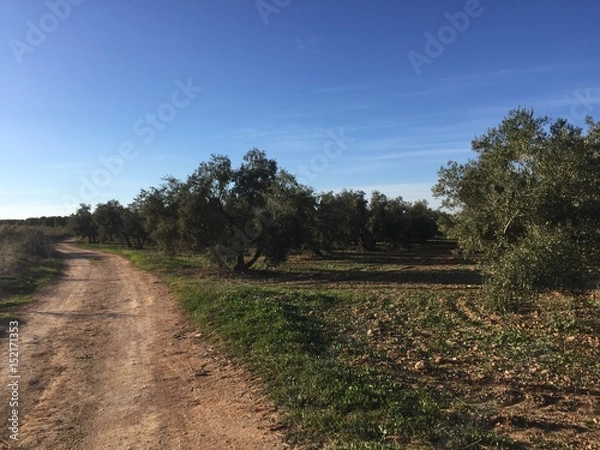 Obraz olive grove 