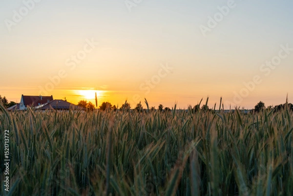 Obraz Peaceful rural landscape with wheat field and houses at sunset under clear sky. Concept of countryside living, farming and serenity.