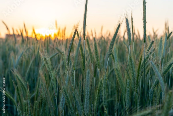 Obraz Close up of green wheat ears in field during golden sunset with warm light. Concept of organic farming, rural nature and harvest season.