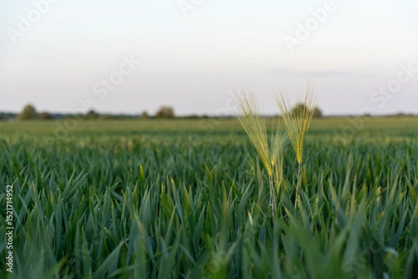Obraz Two ripe barley spikes standing tall in lush green wheat field under clear sky on peaceful summer evening. Concept of agricultural growth, rural landscape, farming season, and natural harvest cycle.