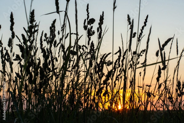 Obraz Scenic view of wild grass silhouettes against colorful sunset sky in summer field. Concept of tranquil nature, countryside atmosphere and peaceful twilight.
