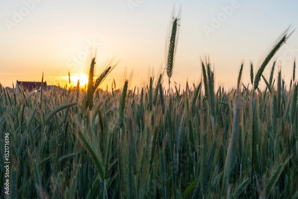 Obraz Fresh green wheat spikes growing in agricultural field at sunset with soft golden light. Concept of sustainable farming, countryside calm and seasonal crops.