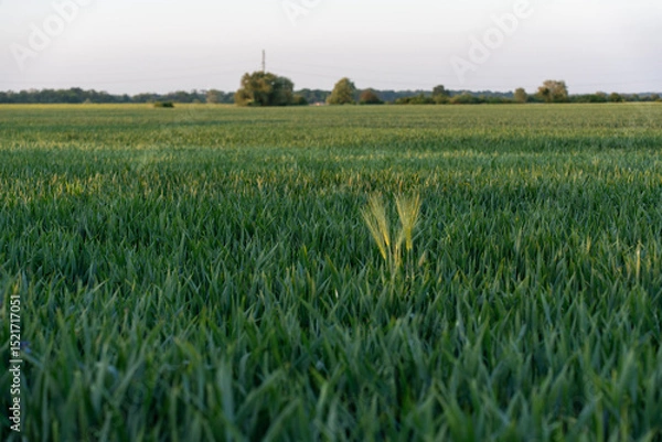 Obraz Golden barley ears illuminated by soft evening light in green cereal field with clear horizon. Concept of sustainable farming, organic agriculture, rural serenity, summer crops in natural landscape.