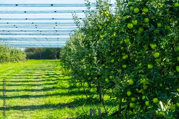 Fototapeta Lush apple orchard filled with vibrant green apples ripening on branches. Sunlight filters through leaves, creating a serene rural scene. Perfect for concepts of agriculture and harvest