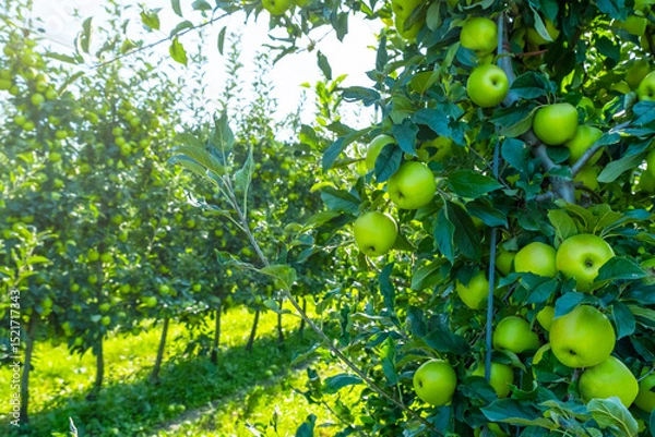 Fototapeta Lush apple orchard filled with vibrant green apples ripening on branches. Sunlight filters through leaves, creating a serene rural scene. Perfect for concepts of agriculture and harvest