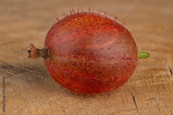 Obraz ripe gooseberry