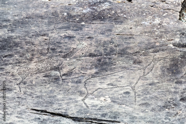 Fototapeta Petroglyphs of the tract kalbak-Tash is an archaeological complex in Ongudai district of the Altai Republic. Russia