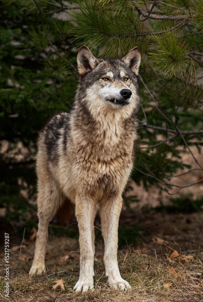 Fototapeta Grey Wolf (Canis lupus) Stands Under Pine One Tooth Showing Spring