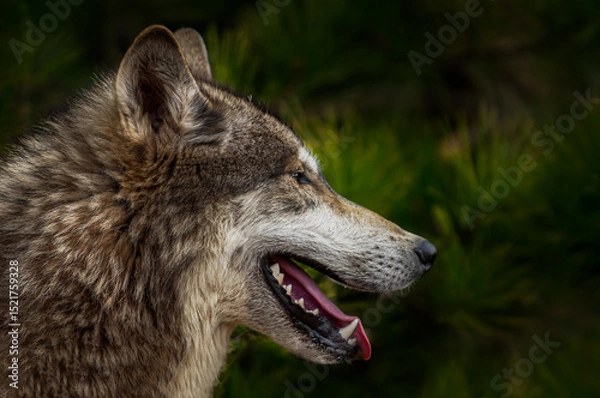 Fototapeta Grey Wolf (Canis lupus) Profile to Right Against Pine Spring