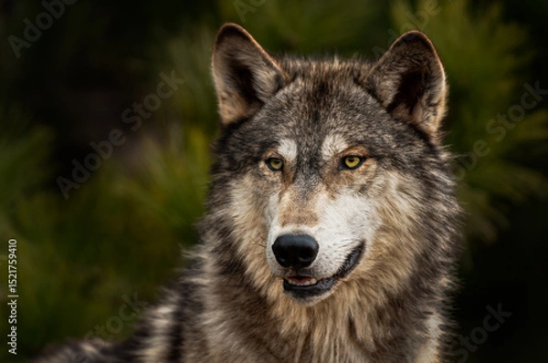 Fototapeta Grey Wolf (Canis lupus) Looks to Slight Left Ears Forward Bottom Teeth Showing