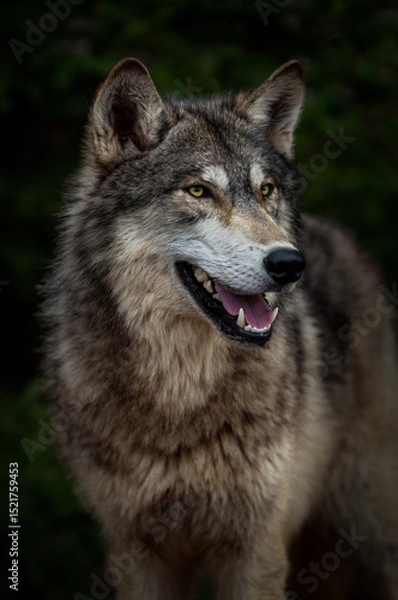 Fototapeta Grey Wolf (Canis lupus) Stands Looking to Slight Right Alert Spring