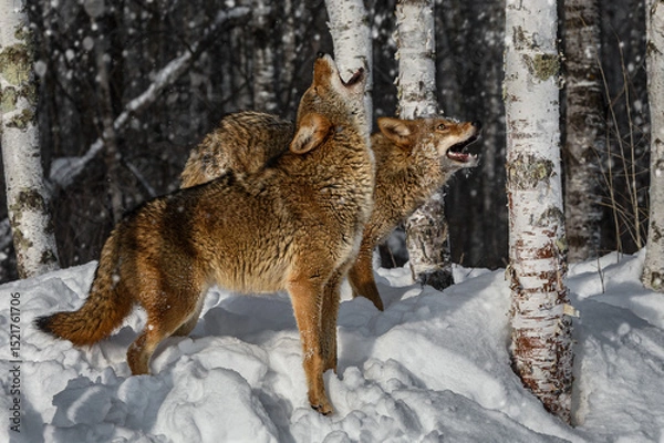 Fototapeta Coyote (Canis latrans) Pair Stand Near Birch Trees in Snowfall Howling Wnter