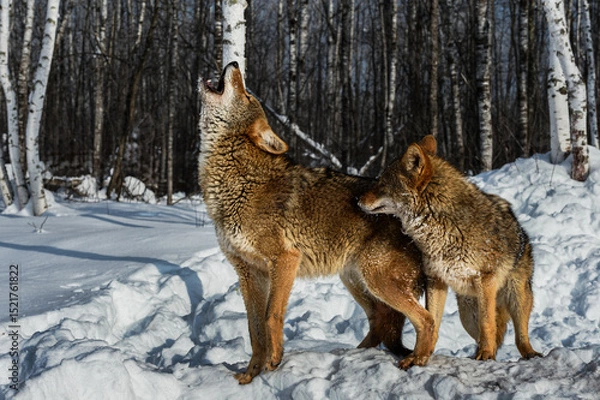 Fototapeta Coyote (Canis latrans) Stands Next to Howling Packmate Winter
