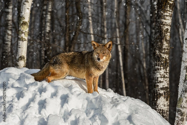 Fototapeta Coyote (Canis latrans) Stands On Top of Snowy Hill in Light Snowfall Winter