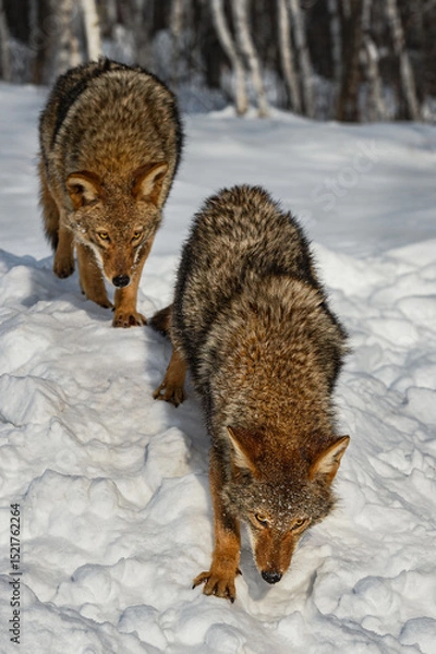 Fototapeta Pair of Coyotes (Canis latrans)  Walk Down Snow Embankment Winter