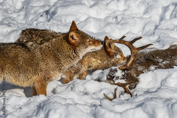 Fototapeta Coyote (Canis latrans) Sniffs at White-Tail Deer Antler with Packmate Winter