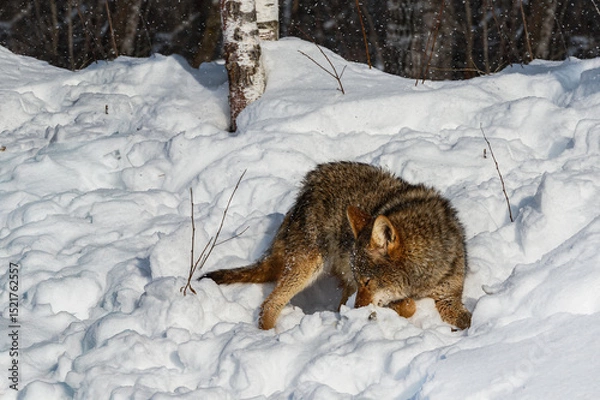 Fototapeta Coyote (Canis latrans) Turns to Sniff in Snow Winter