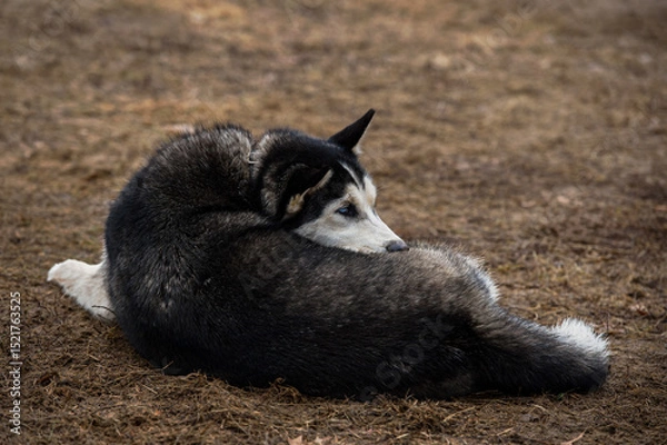 Fototapeta Sled Dog Lays in Yard with Nose Over Back